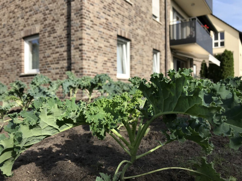 Gemeinschaftsgarten Dachgeschosswohnung Nordwalde