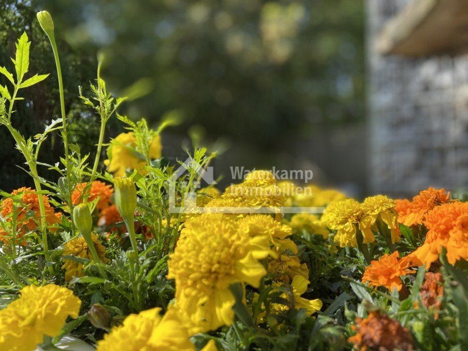 sch�ne Blumen Zweifamilienhaus Nordwalde