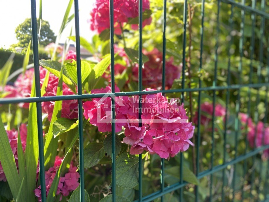 sch�ne Blumen Erdgeschosswohnung Nordwalde