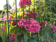 sch�ne Blumen Sch�ne Eigentumswohnung im EG mit alleiniger Gartennutzung und Sonnengarantie