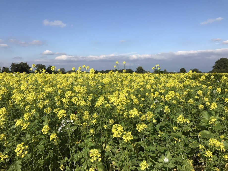 Natur pur Doppelhaush�lfte Nordwalde (in der N�he von M�nster)