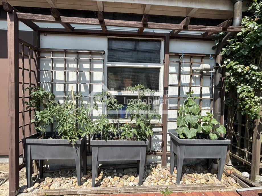 Die Tomaten-Plantagen Haus Nordwalde